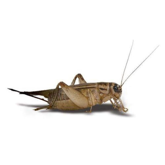 BB LIVE CRICKETS TUB SMALL