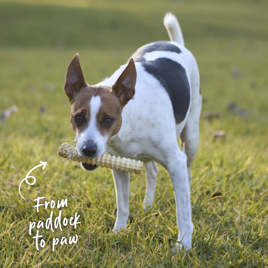 KAZOO PRIME CUTS SHARK CARTILAGE 400G