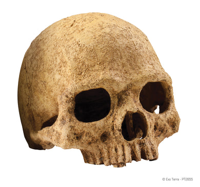 EXO TERRA PRIMATE SKULL LARGE