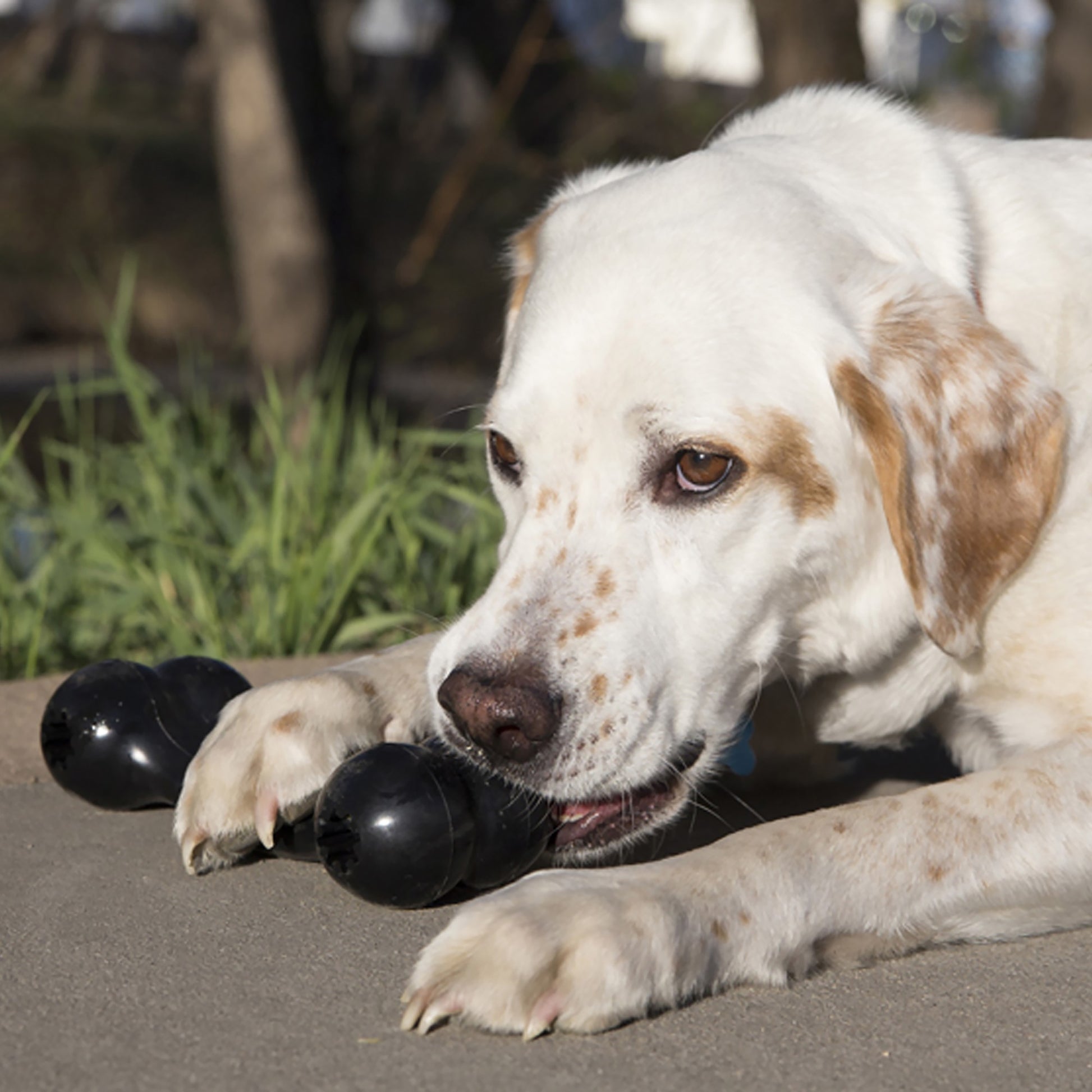 KONG PUP GOODIE BONE WROPE XS