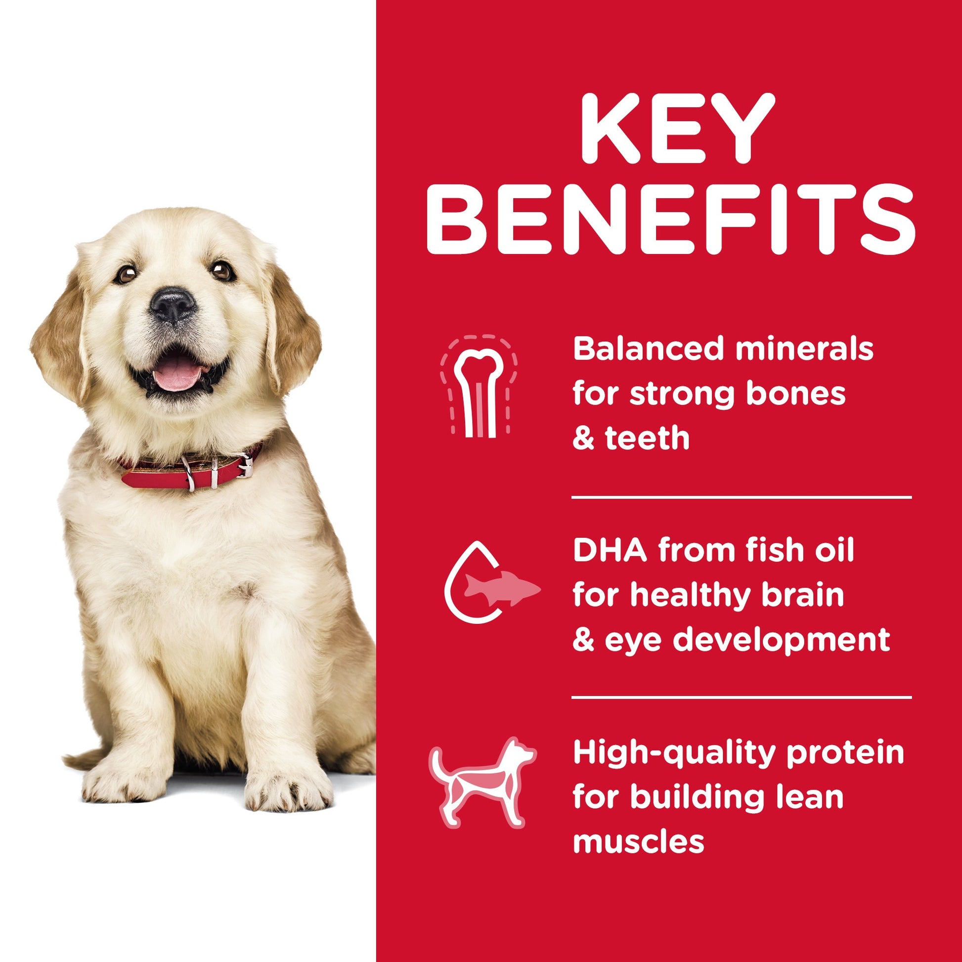 HILL'S SCIENCE DIET PUPPY LARGE BREED DRY DOG FOOD 12KG