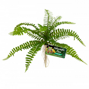 ZOO MED PLANT SWORD FERN