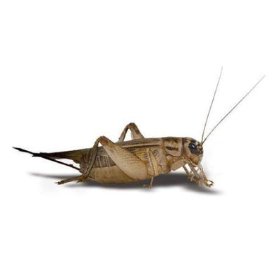 BB LIVE CRICKETS TUB LARGE