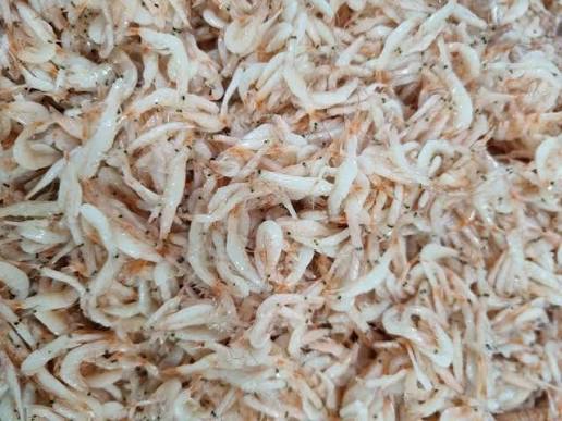 GCPC TINY SHRIMP 25G