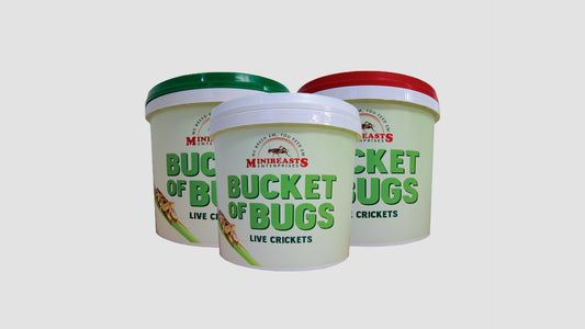 MINIBEAST BUCKET OF BUGS LARGE