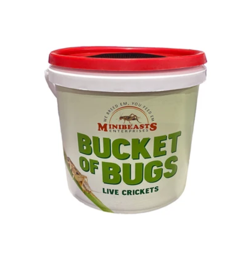 MINIBEAST BUCKET OF BUGS SMALL
