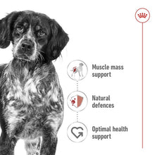 Load image into Gallery viewer, ROYAL CANIN DOG WET MED ADULT 140G