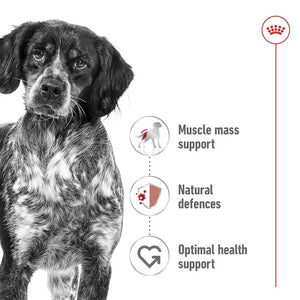 ROYAL CANIN DOG WET MED ADULT 140G