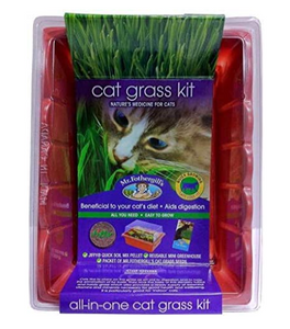 MR F/GILL CAT GRASS SPROUTING