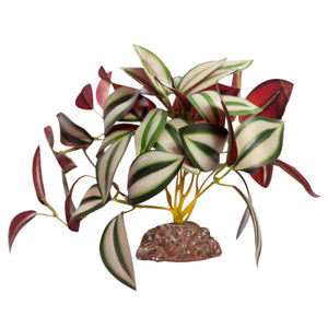 REPTILE PLANT MD TRADESCANTIA GREEN SILVER WITH CERAMIC BASE