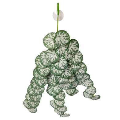 REPTILE HANGING PLANT 70CM BRUNNERA GREEN SILVER W SUCTION CUP