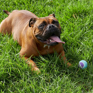 KAZOO SQUEAKY TENNIS BALL MEDIUM