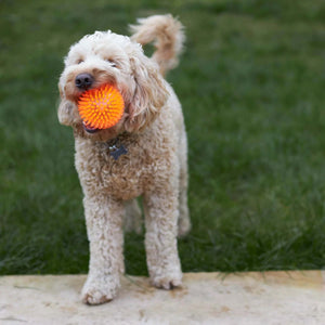 KAZOO SPACE BALL SQUEAKY MEDIUM