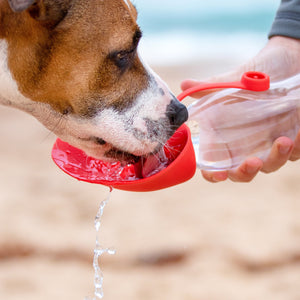 EZYDOG BOTTLE LEAF